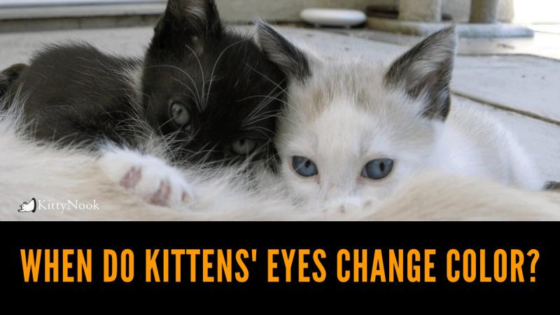 Czy oczy kociąt zmieniają kolor?