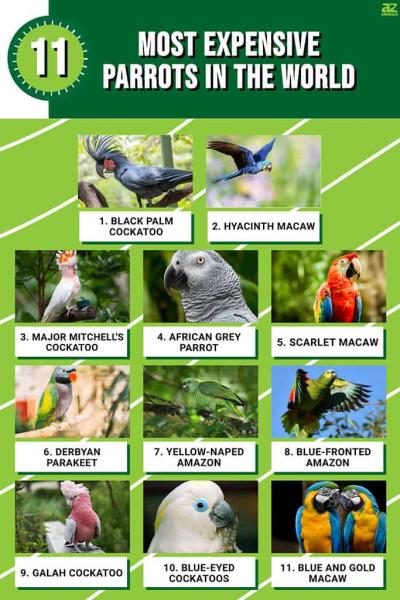 undefined5. Afrykańska papuga szara: Znane ze swojej wyjątkowej inteligencji i zdolności do naśladowania ludzkiej mowy, afrykańskie papugi szare są bardzo poszukiwanymi zwierzętami domowymi. Pochodzące z lasów deszczowych Afryki Zachodniej i Środkowej, ptaki te wymagają stymulującego środowiska i diety bogatej w owoce, warzywa i wysokiej jakości granulki. Afrykańskie papugi szare rozwijają się dzięki interakcjom społecznym i stymulacji umysłowej, a ich cena może wahać się od kilku do kilkudziesięciu tysięcy dolarów, w zależności od czynników takich jak gatunek, pochodzenie i szkolenie.