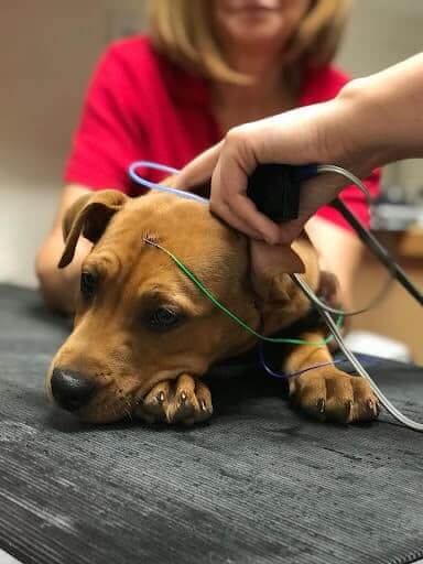 Czy istnieją testy słuchu dla psów? Zatwierdzone przez weterynarza fakty i najczęściej zadawane pytania