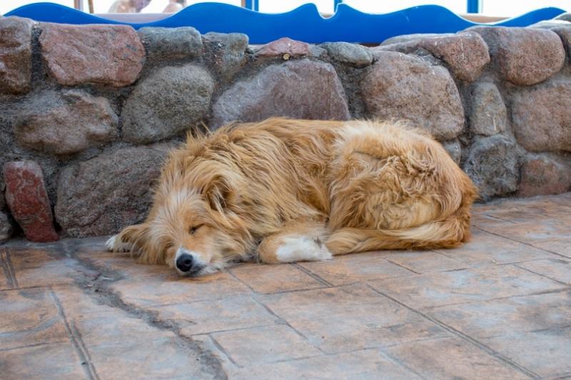 Dlaczego mój pies śpi więcej niż zwykle? Fakty potwierdzone przez weterynarza i kiedy należy się martwić