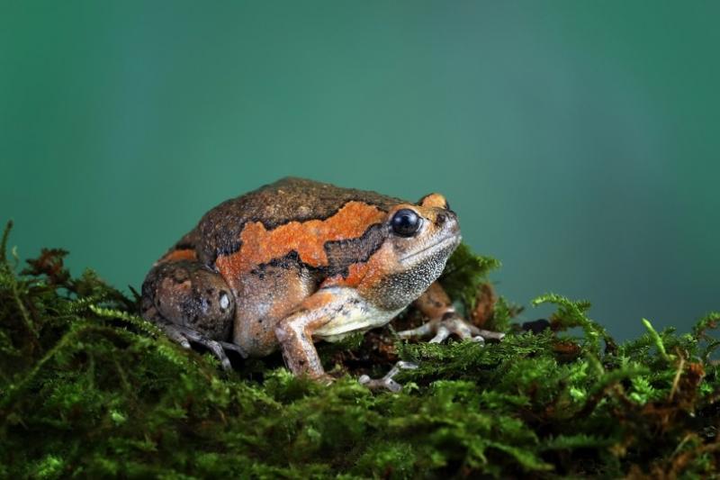 16 najlepszych żab dla początkujących: