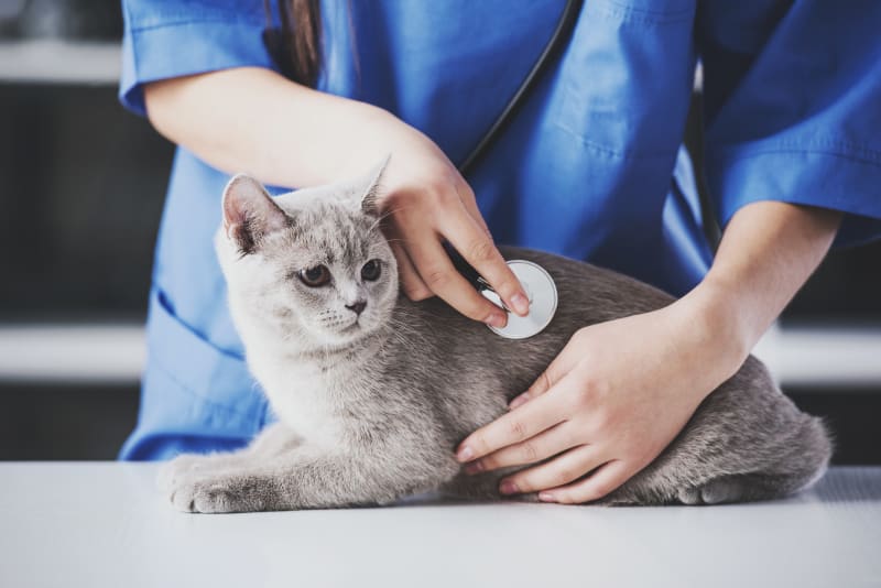 Zapalenie płuc u kotów: Objawy, przyczyny i możliwości leczenia (Vet Answer)