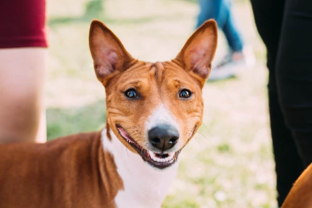 150 popularnych i unikalnych imion Basenji (ze znaczeniami)