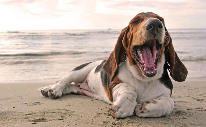 18 mieszanek psów rasy Basset Hound (ze zdjęciami)