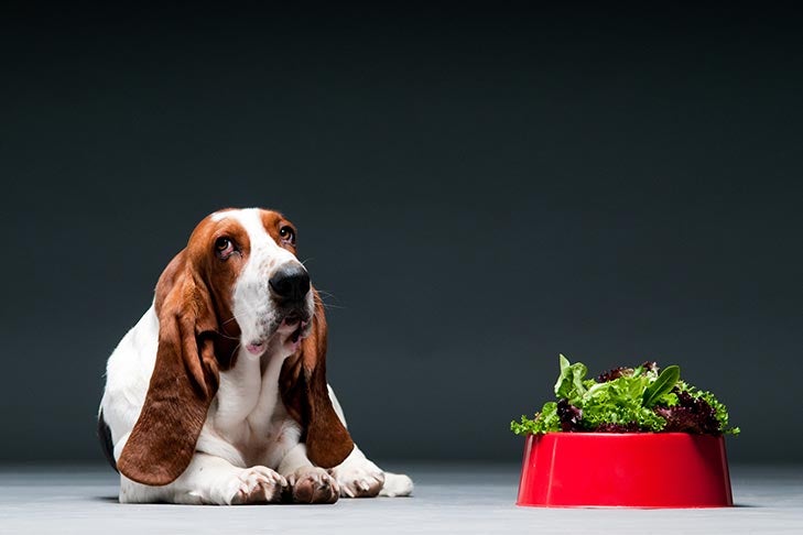 Czy sałata jest zdrowa dla psów?