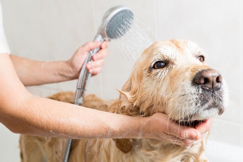 Czy można nadal używać przeterminowanego szamponu dla psów?