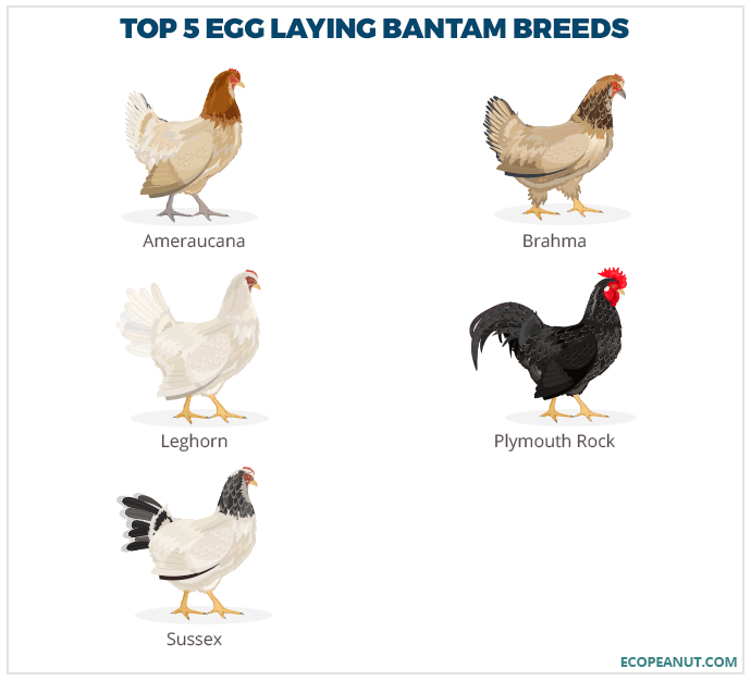 4. Rhode Island Red Bantam