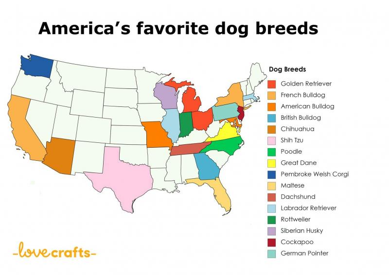 Najpopularniejsze rasy psów według stanu w