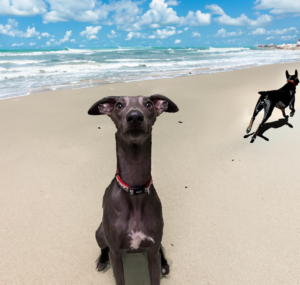 5. Scarborough Beach Park: Położony w regionie Moreton Bay, Scarborough Beach Park jest popularnym miejscem dla rodzin i ich czworonożnych przyjaciół. Psy są mile widziane bez smyczy wzdłuż plaży, dzięki czemu mogą biegać i bawić się do woli. W parku znajdują się również miejsca piknikowe, sprzęt do grillowania i plac zabaw, dzięki czemu jest to idealne miejsce na dzień zabawy w słońcu.