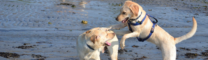 Niezależnie od tego, czy jesteś miejscowym, czy tylko odwiedzasz, koniecznie sprawdź te 5 najlepszych plaż w Bradenton przyjaznych psom. Twój futrzany przyjaciel będzie Ci za to wdzięczny!