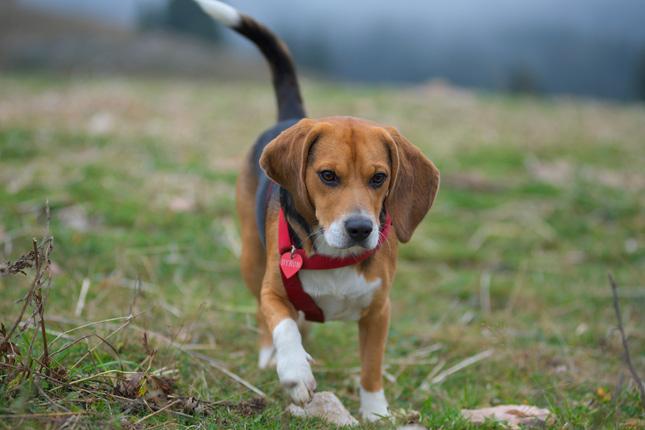 1. Wytresuj swojego beagle'a