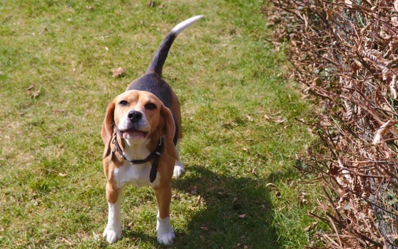 Czynniki wpływające na instynkt obronny beagle'a