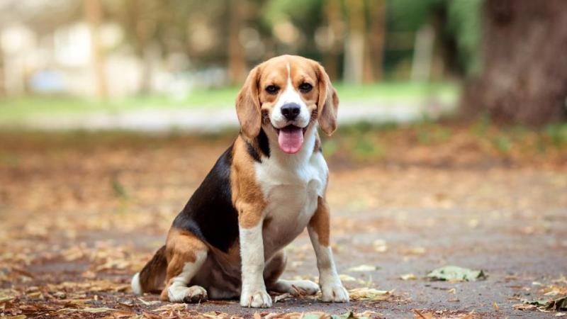 4. Pocket Beagle (Beagle miniaturowy)