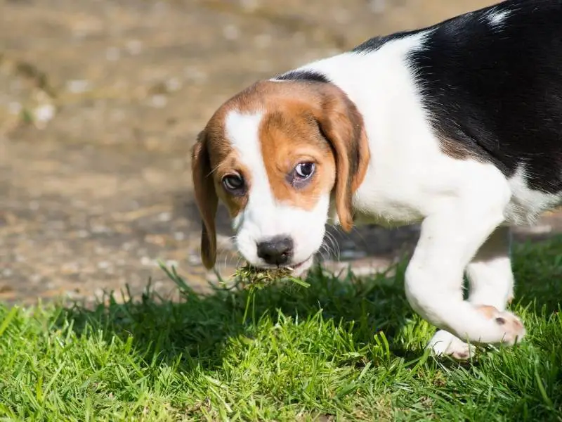 24 interesujące fakty o beagle'ach