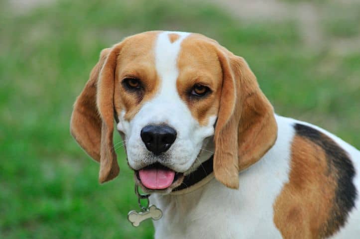 Beagle: zdjęcia, informacje, pielęgnacja i cechy charakterystyczne
