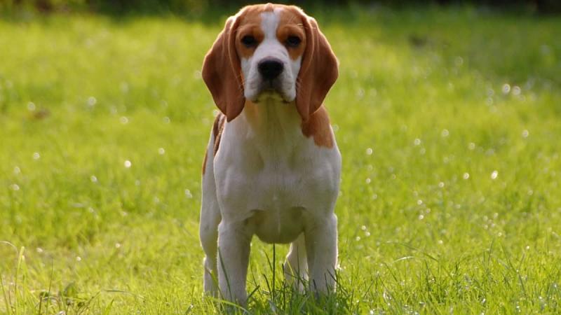 5. Białe ogony beagle są ważne