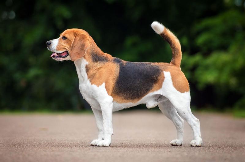 9 słynnych psów rasy beagle z całego świata (ze zdjęciami)