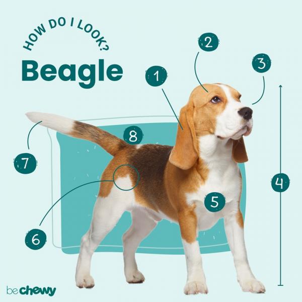 Czy beagle mają węch? Charakterystyka rasy i porady dotyczące pielęgnacji