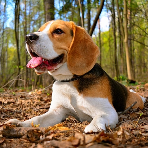 Dorosłe beagle