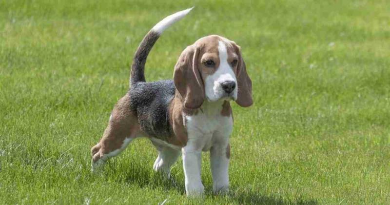 Jak długo zazwyczaj trwa ciąża u beagle? Przewodnik zatwierdzony przez weterynarza
