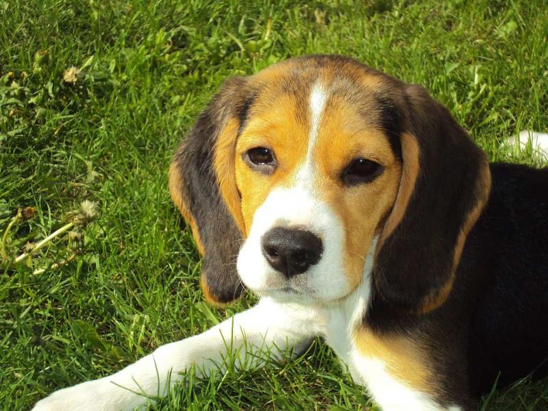 10. Beagle są często wykorzystywane do testów na zwierzętach