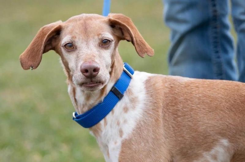 Temperament i inteligencja whipbeagle'a