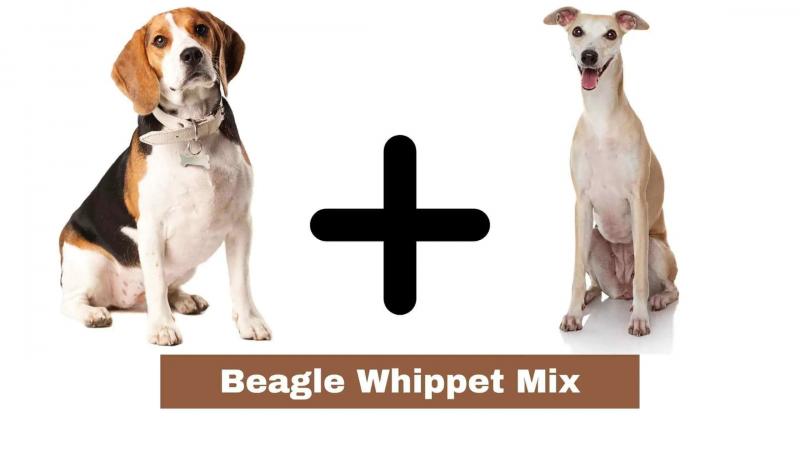 Whipbeagle (Whippet Beagle Mix): Zdjęcia, pielęgnacja, informacje i więcej