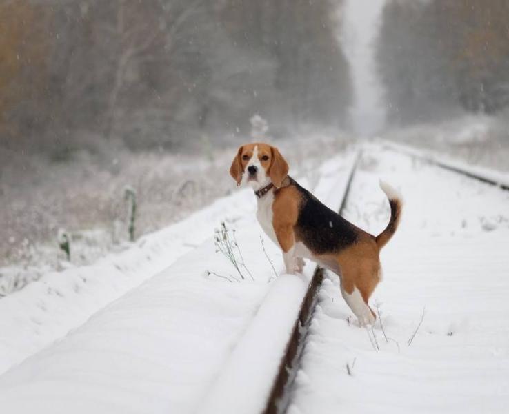 Ile sierści linieją beagle? Cykl włosowy i porady pielęgnacyjne