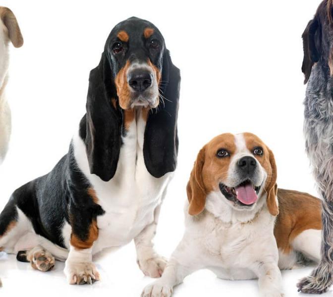 Beagle vs Basset Hound: Różnice (ze zdjęciami)
