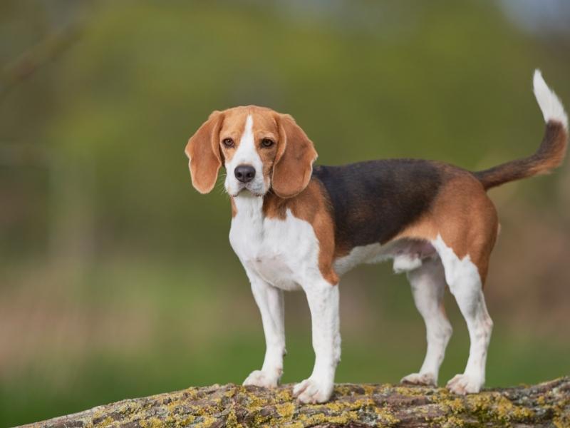 21. Beagle są słabymi psami stróżującymi