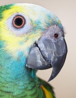 beak-care-basics_263x340-9744148-6885889