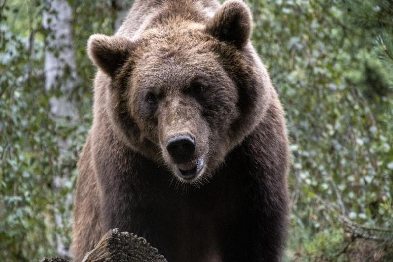 Ataki niedźwiedzi i zwierzęta domowe