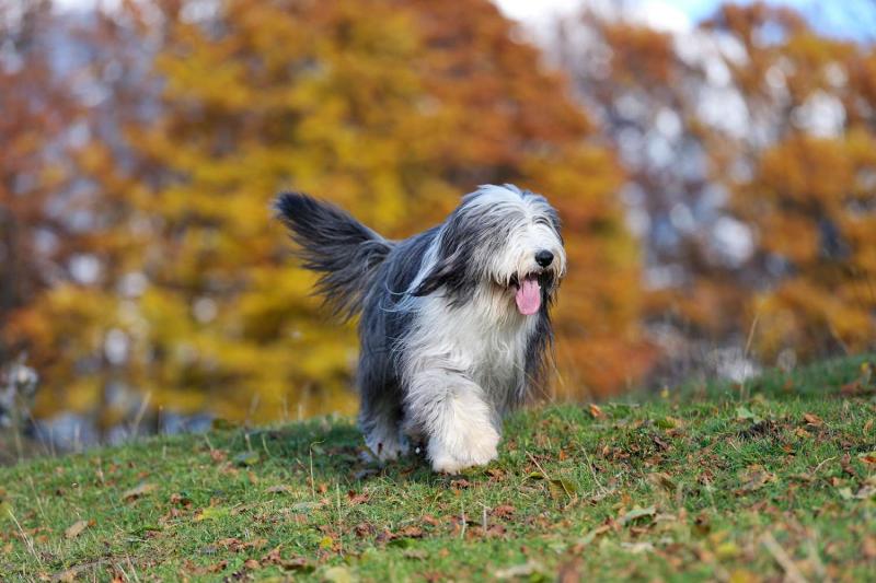 Charakterystyka Bearded Collie