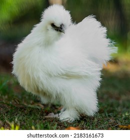 4. Silkie Chicken