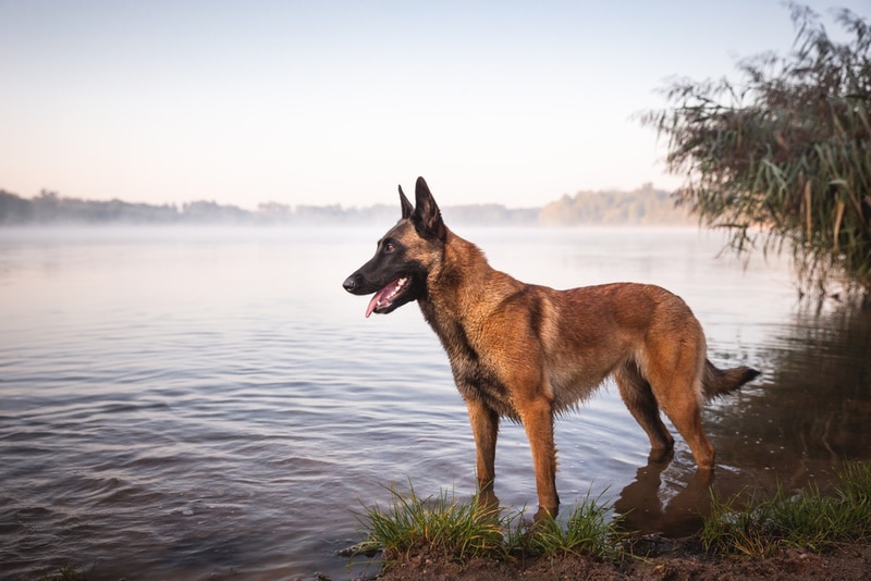 Czy belgijskie psy rasy malinois lubią wodę?