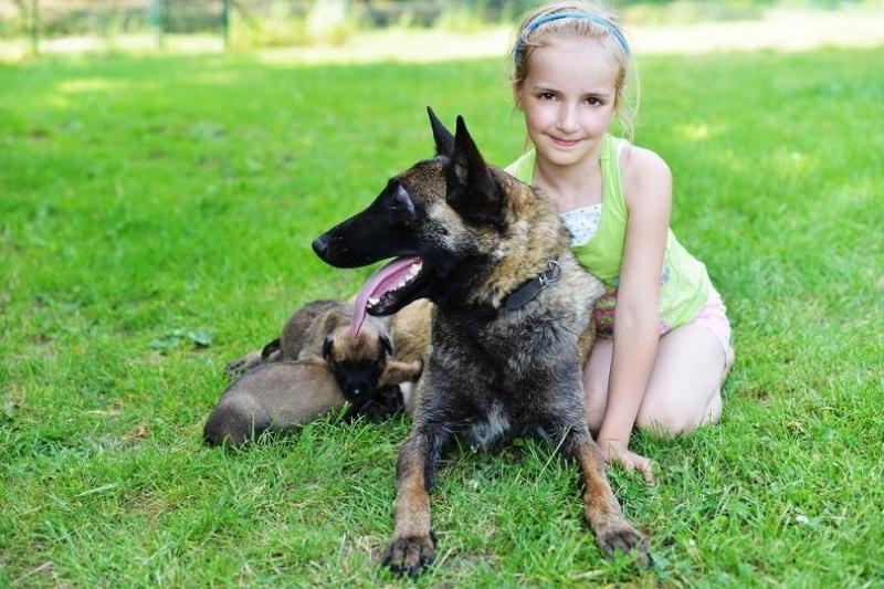 Socjalizacja malinois belgijskiego