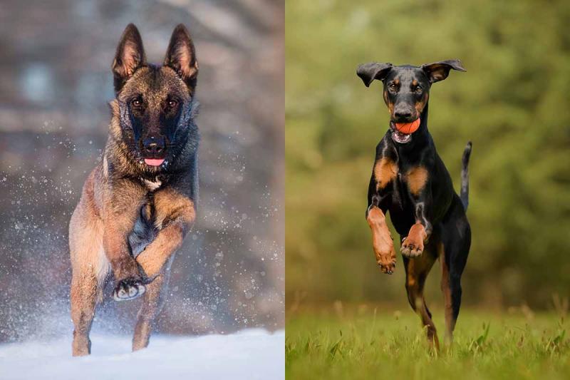 Doberman vs belgijski malinois: Różnice (ze zdjęciami)