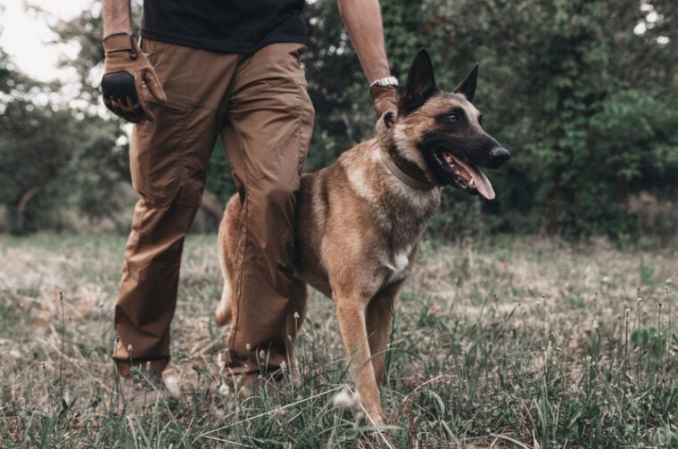 8 zalet belgijskich malinois