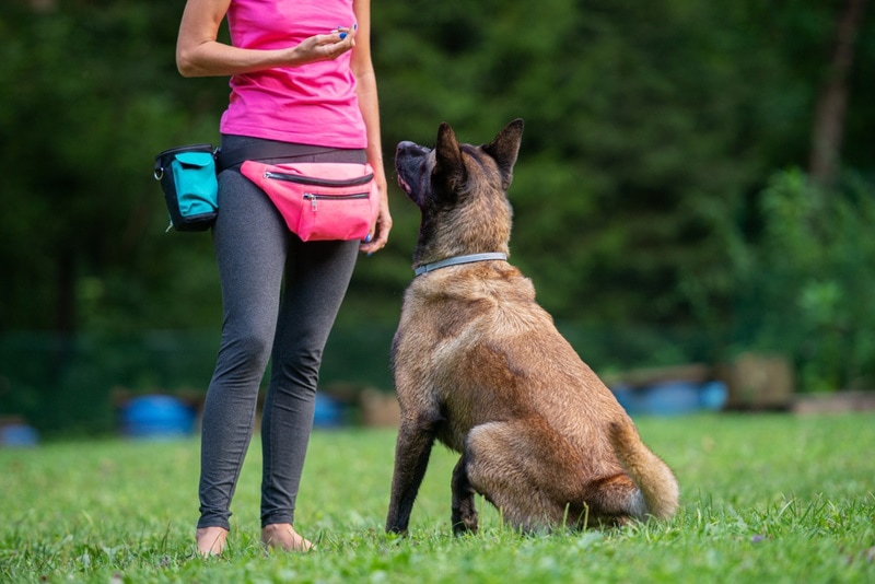 Kiedy belgijski malinois się uspokaja? Ćwiczenia, genetyka i stymulacja