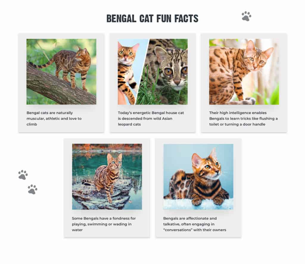 11 unikalnych faktów na temat kotów bengalskich