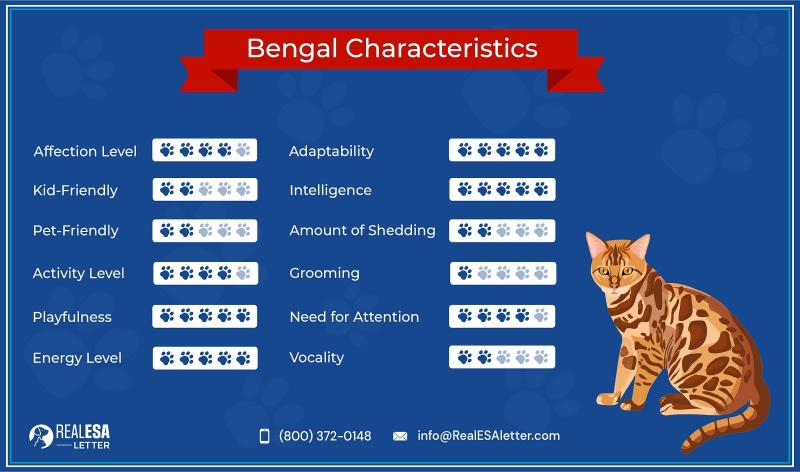 Czy koty bengalskie wymagają szczotkowania?