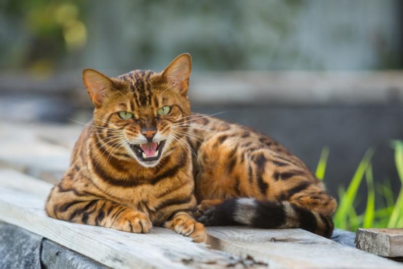 3 najważniejsze fakty o brązowych kotach bengalskich