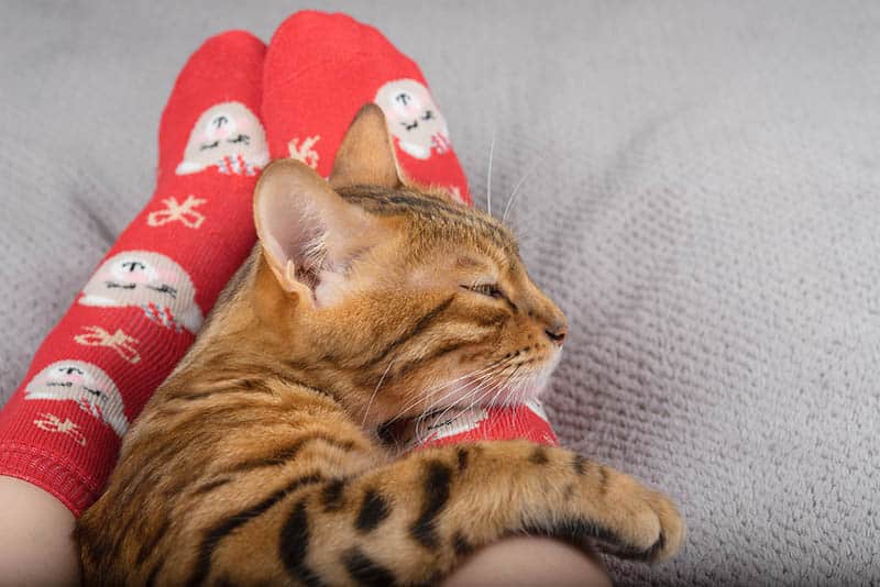 6 powodów, dla których Twój kot śpi u Twoich stóp