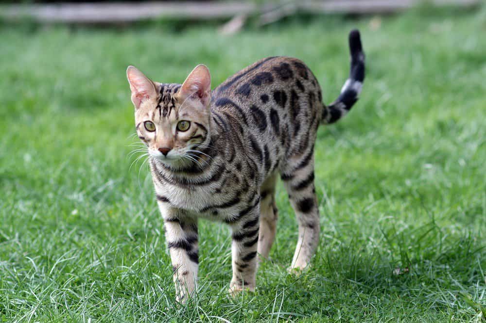 Czy koty bengalskie są naprawdę hipoalergiczne?