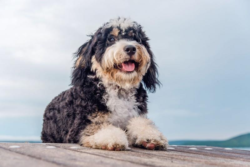 Kiedy Mini Bernedoodle przestaje rosnąć?