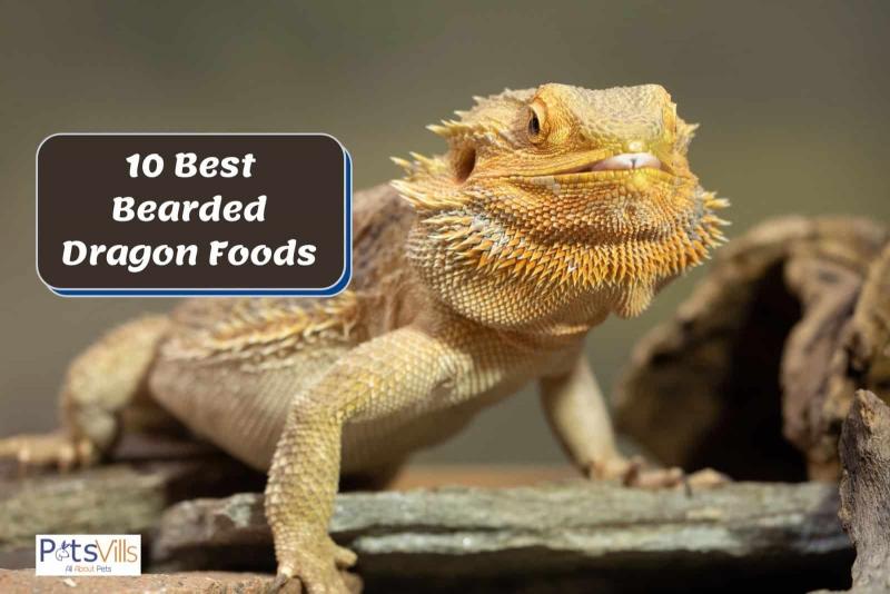 7. Rep-Cal Adult Bearded Dragon Food