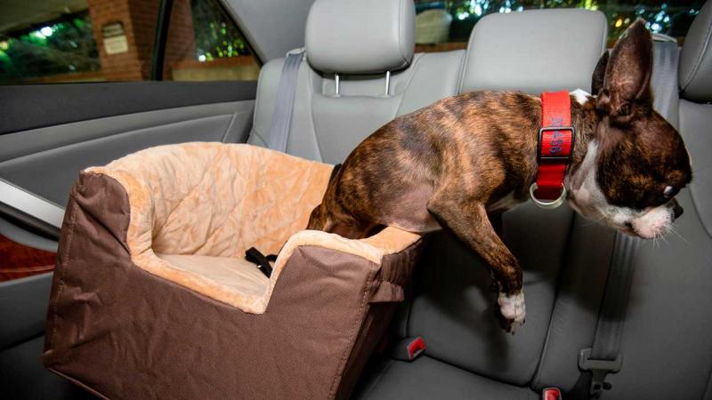 8. Fotelik podwyższający Pet Gear Bucket Seat