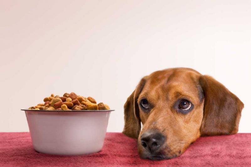 10 najlepszych karm dla psów na luźne stolce w 2024 roku: Recenzje i najlepsze propozycje