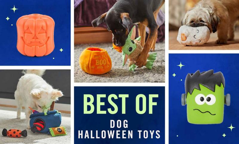 9 najlepszych zabawek na Halloween dla psów w 2024 roku - recenzje i najlepsze propozycje