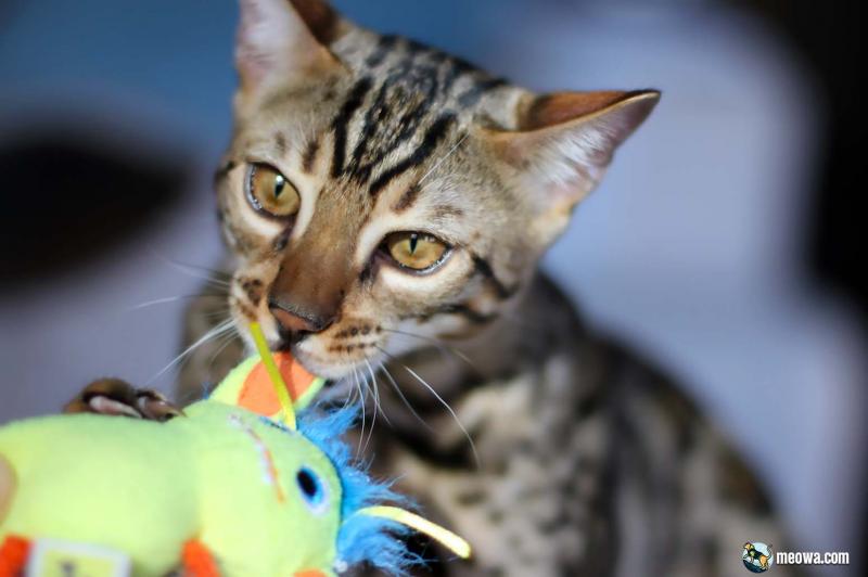 10 najlepszych zabawek dla inteligentnych kotów
